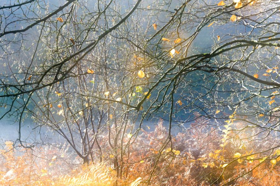 Early morning, Itchen Wood 4931