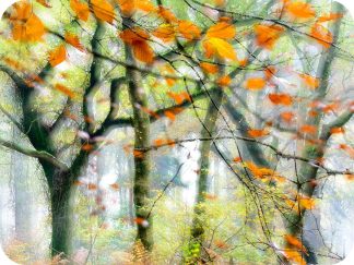 Last few remaining leaves 4933 Workto