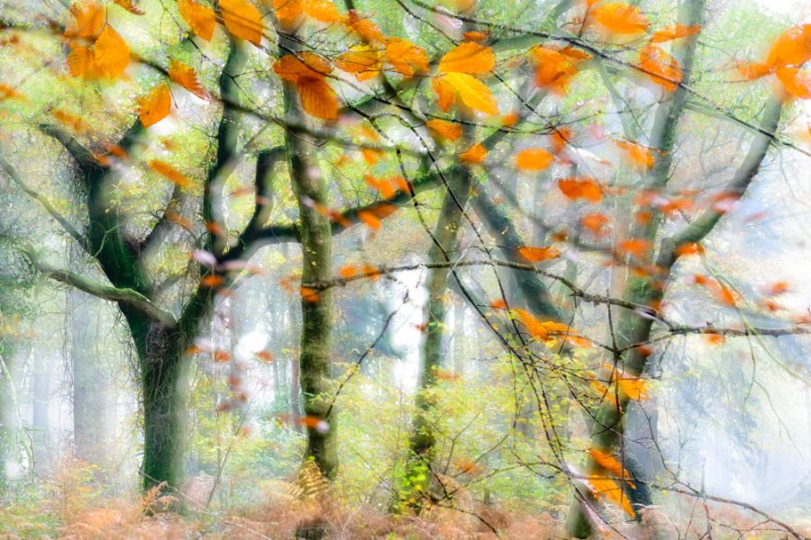 Last few remaining leaves 4933