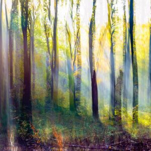 Itchen Wood Greetings Card 4955