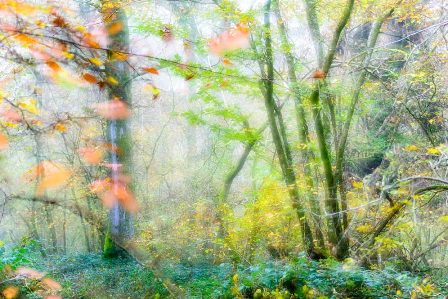 Autumn in the woods 4978