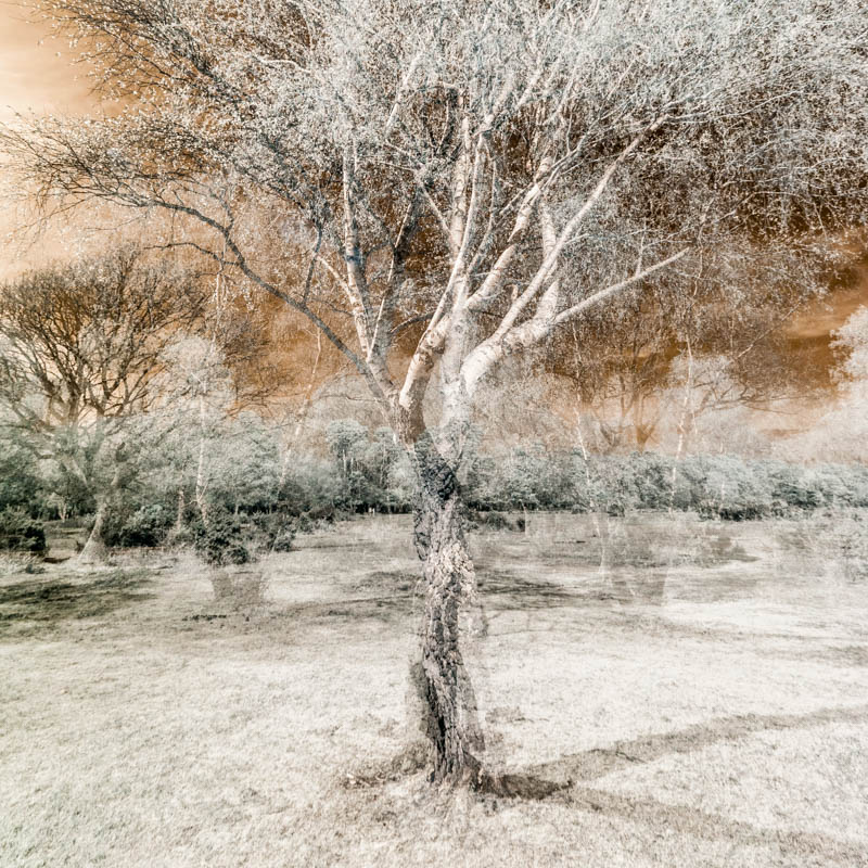 New Forest infra red 5023SQ