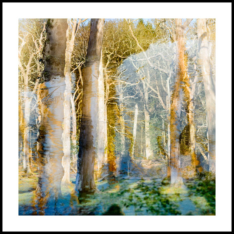 New Forest 5044SQ