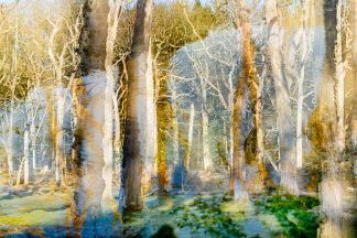 Reflections in The New Forest 5044