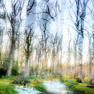 Ghostly trees The New Forest 5047