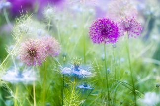 Allium and Love in a mist 5132