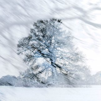 Oak Tree in the snow