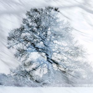 Oak Tree in snow 5133SQ