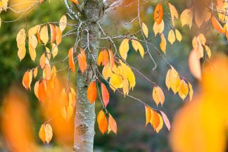 Cherry tree in Autumn 5234