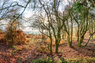 Early morning in The New Forest 5247