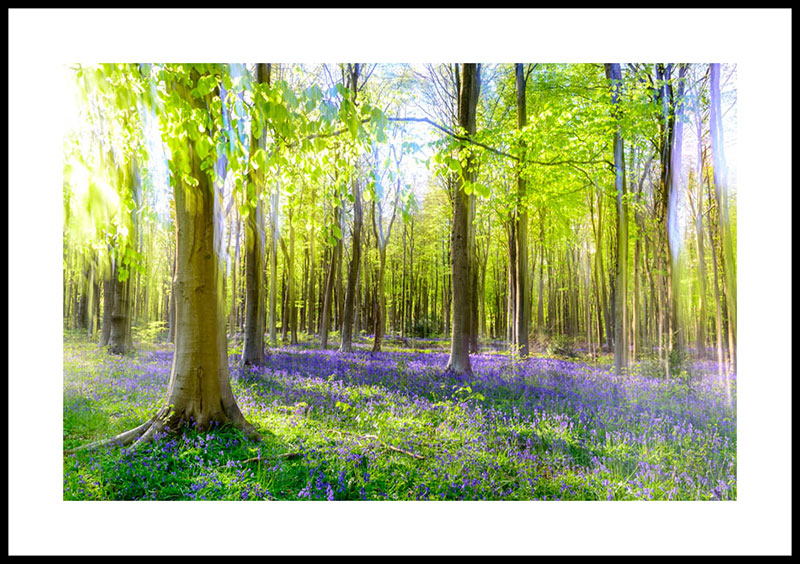 Bluebells, Itchen Wood, Hampshire 5274