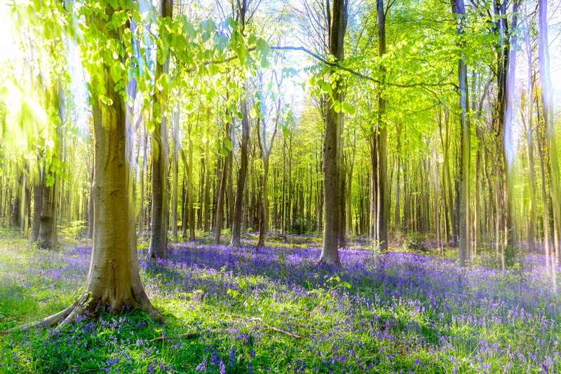 Bluebells, Itchen Wood, Hampshire 5274 Greetings Card