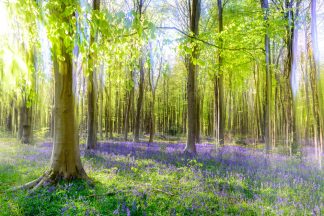 Bluebells, Itchen Wood 5274