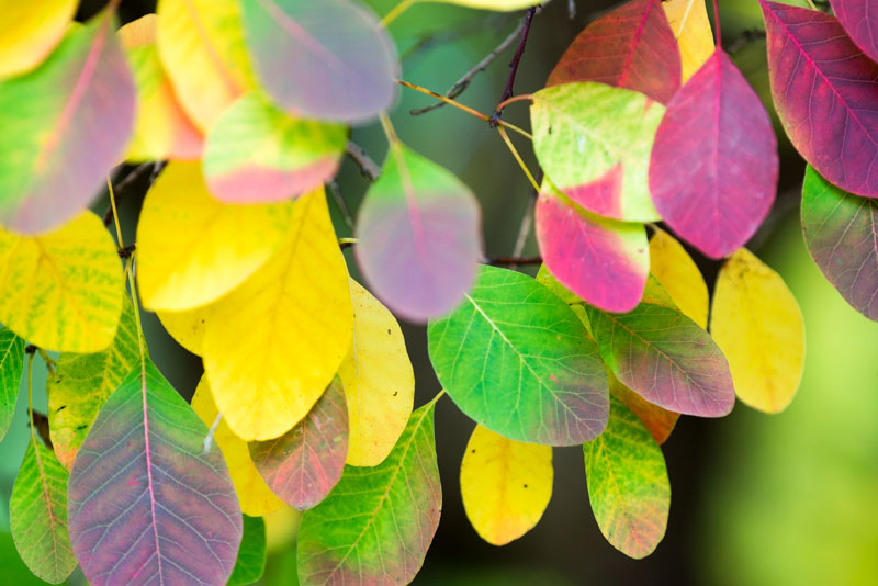 Autumn photography workshop