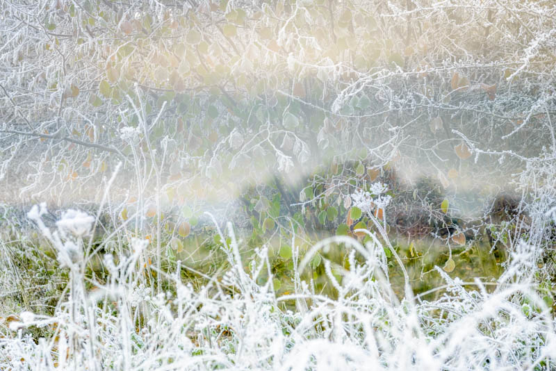 Frosty hedgerow 5358