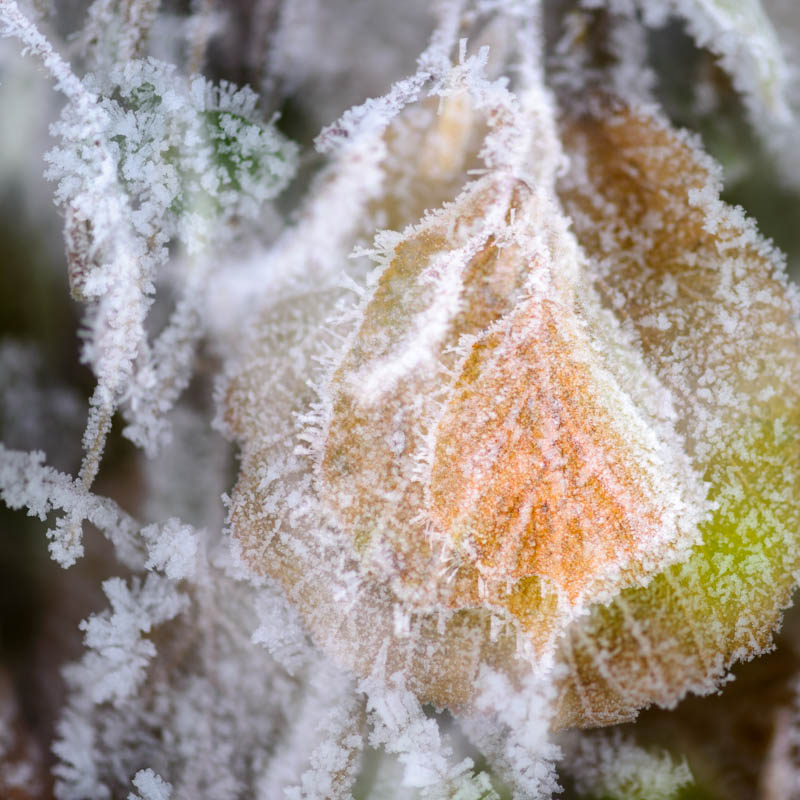 Frosty leaves 5359SQ