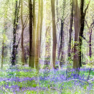 Bluebells at Itchen Wood