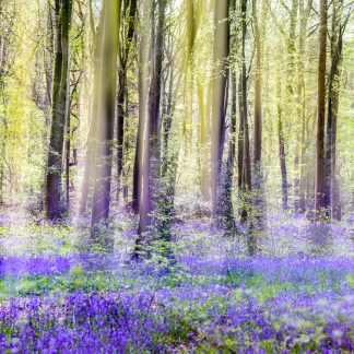 Bluebells at Itchen Wood