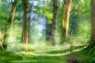 Manesty Forest, Cumbria 5420