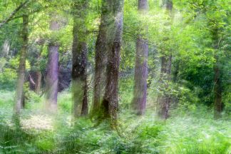 Manesty Forest, Cumbria 5537