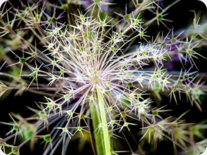 Allium 4871 Worktop saver