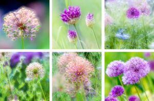 Allium Coasters set of six