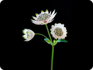 Astrantia 2969 Worktop saver