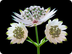 Astrantia Worktop saver