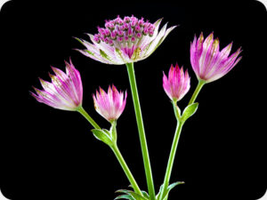 Astrantia 4191 Worktop saver