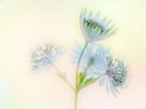 Worktop Saver Astrantia