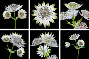 Astrantia Coasters set of six