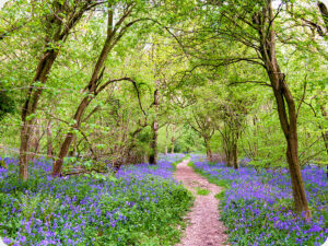 Bluebell Wood 2223 Worktop saver