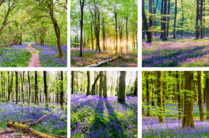 Bluebell Coasters set of six