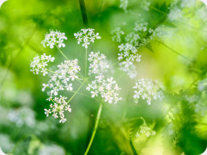 Cow Parsley Worktop saver