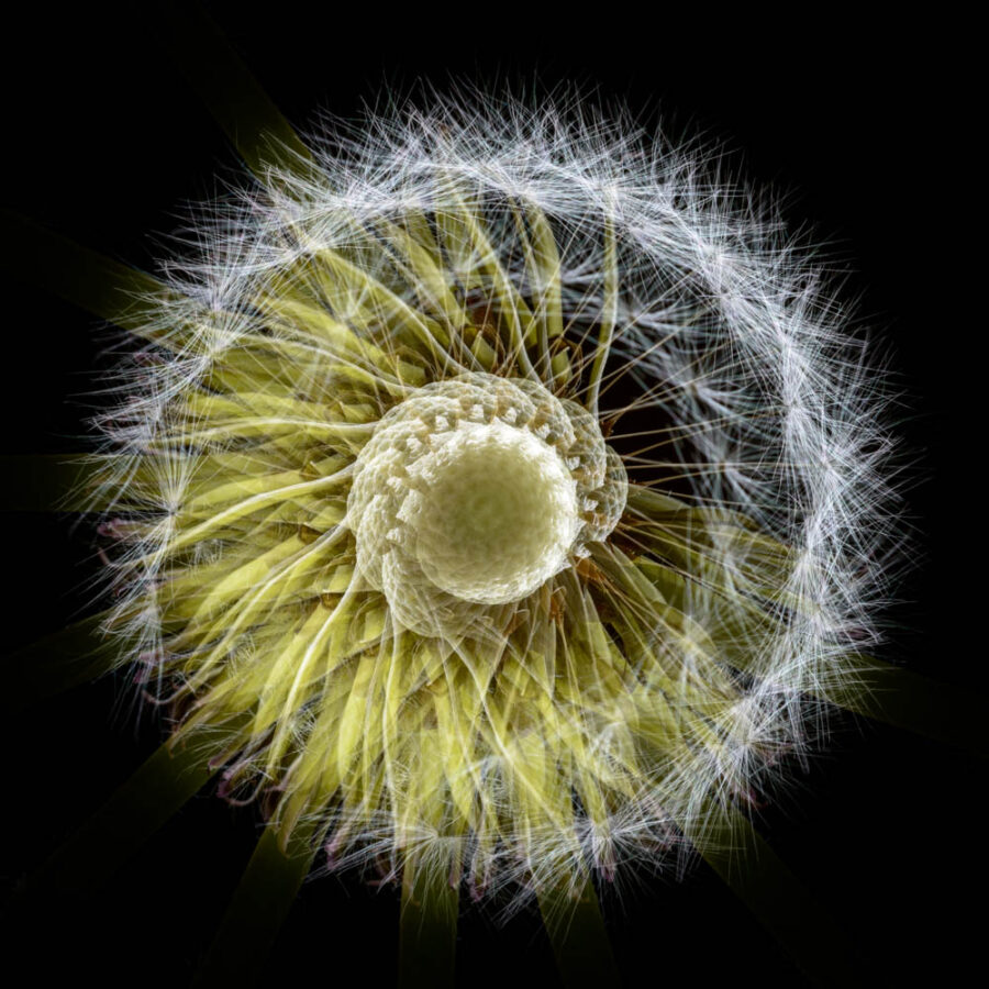 Dandelion photograph