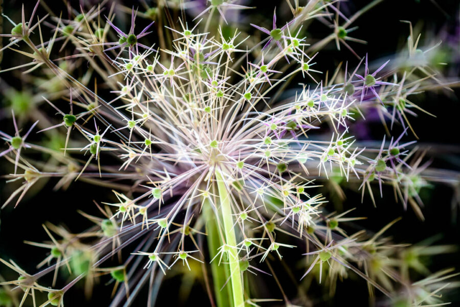 Allium Star of Persia flower photography