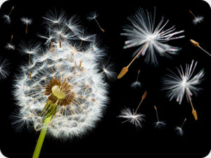 Dandelion 4025 Worktop saver