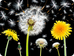 Dandelion 4212 Worktop saver