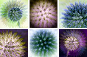 Echinops Coasters set of six