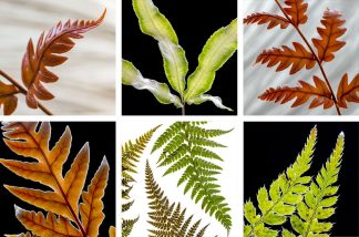 Ferns coasters