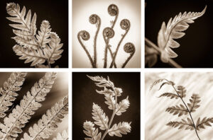 Ferns Coasters set of six