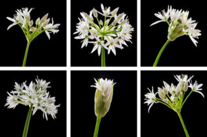 Wild Garlic Coasters set of six