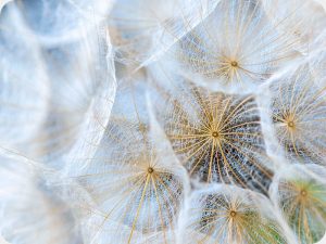 Goats-Beard-4694 Worktop Saver