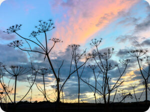 Hogweed 4287 Worktop saver