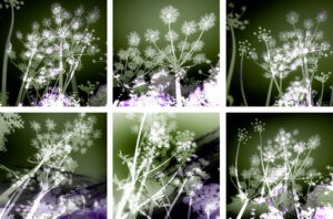 Hogweed Coasters set of six