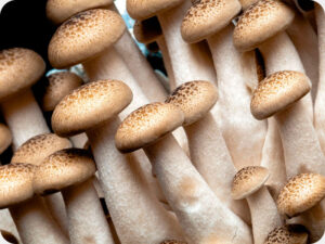 Mushroom Worktop saver