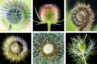 Natural Forms Coasters