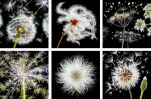 Seedheads Coasters set of six