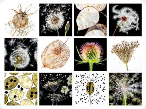 Seedheads Worktop saver