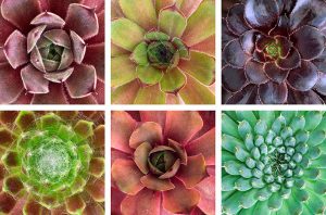 Sempervivum Coasters